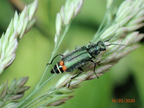 Malachius bipustulatus